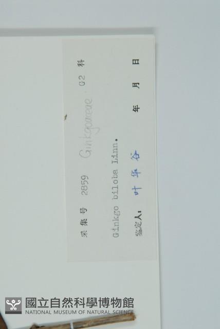 銀杏藏品圖，第2張