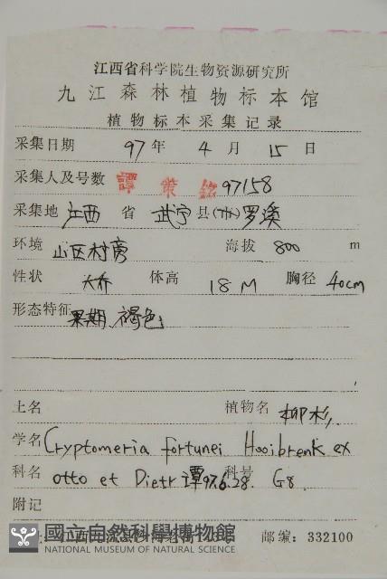 柳杉藏品圖，第2張