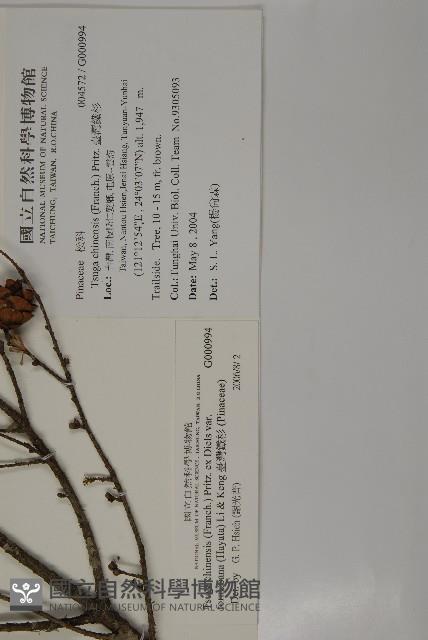 臺灣鐵杉藏品圖，第2張