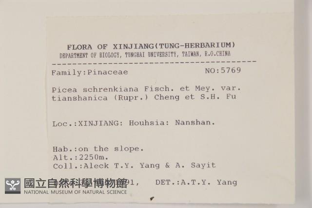天山雲杉藏品圖，第2張