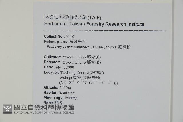 大葉羅漢松藏品圖，第2張