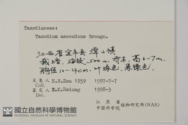 池杉藏品圖，第2張