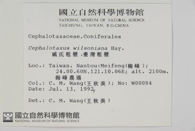 臺灣粗榧、台灣三尖杉藏品圖，第2張