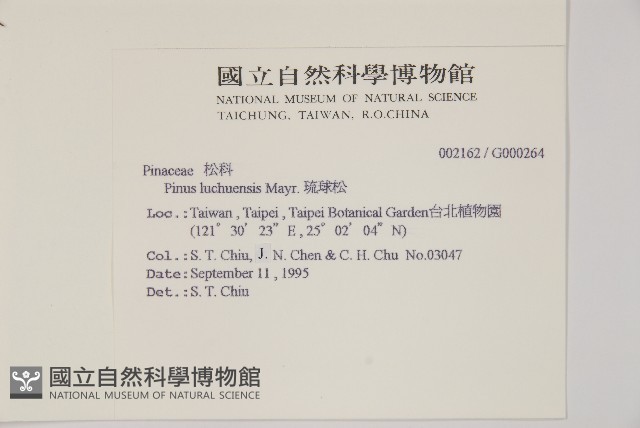 琉球松藏品圖，第2張