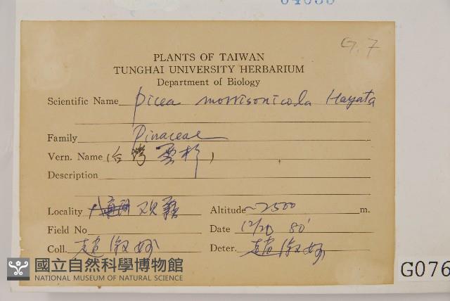 臺灣雲杉藏品圖，第2張