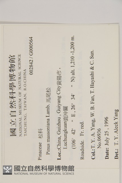 馬尾松藏品圖，第2張