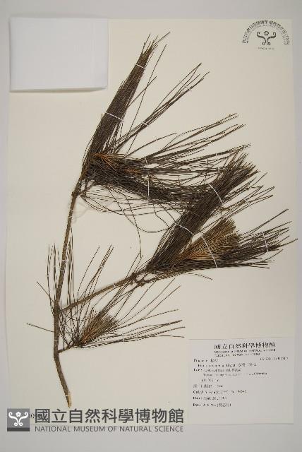 臺灣二葉松藏品圖，第1張