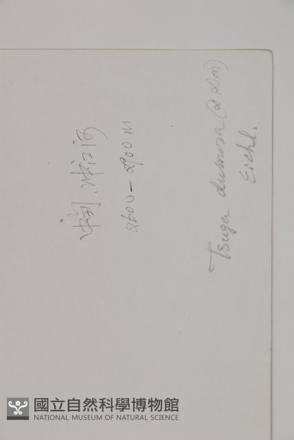 雲南鐵杉藏品圖，第2張