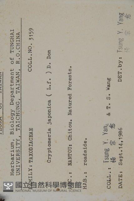 柳杉藏品圖，第2張