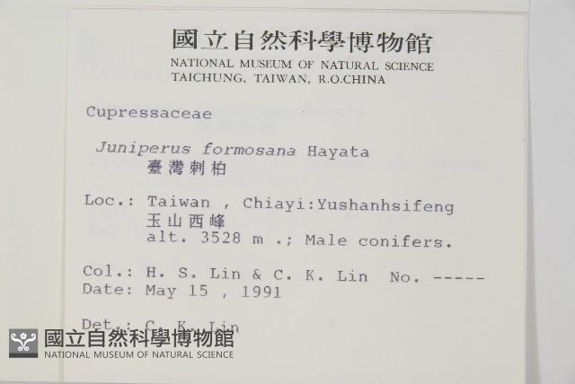 刺柏藏品圖，第2張