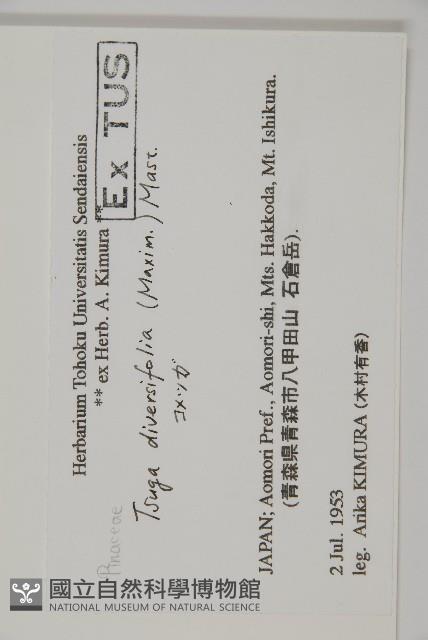 日本鐵杉藏品圖，第2張