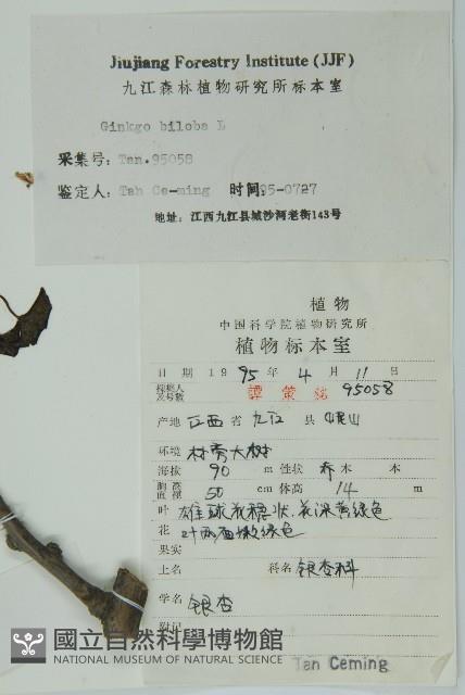 銀杏藏品圖，第2張