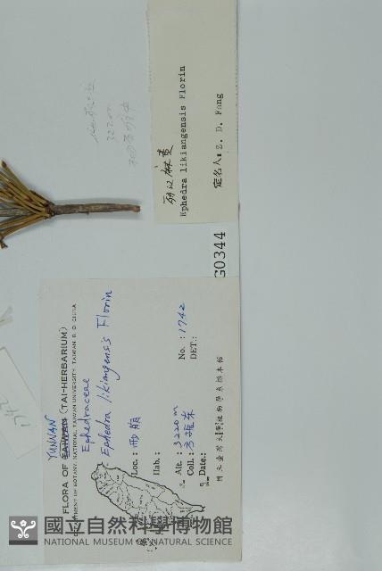 匍枝兩江麻黃藏品圖，第2張