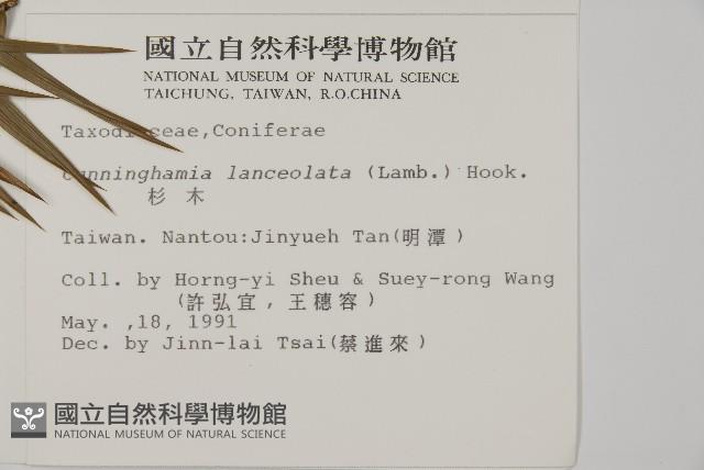 杉木藏品圖，第2張