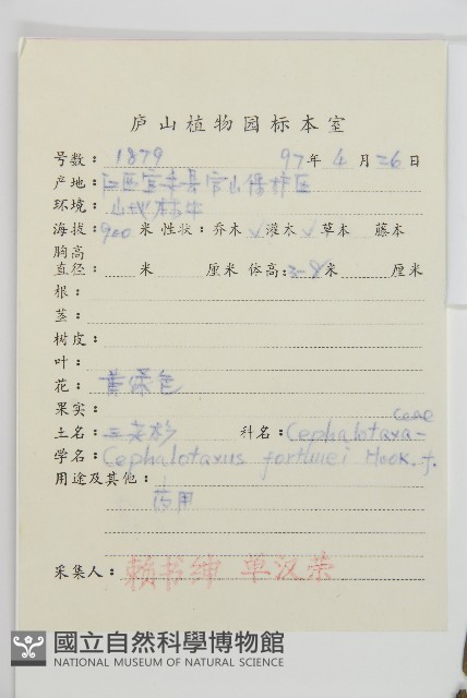 三尖杉藏品圖，第2張