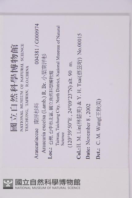 小葉南洋杉藏品圖，第2張