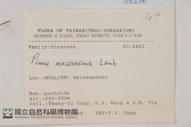 馬尾松藏品圖，第2張