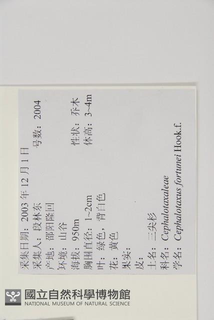 三尖杉藏品圖，第2張