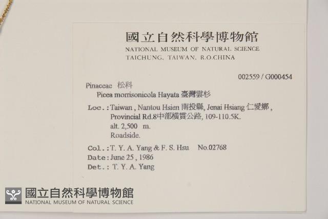 臺灣雲杉藏品圖，第2張