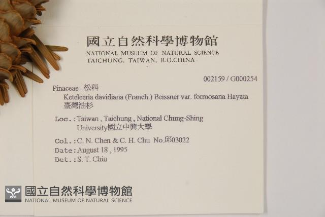 臺灣油杉藏品圖，第2張