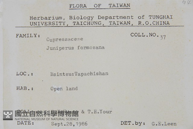 刺柏藏品圖，第2張