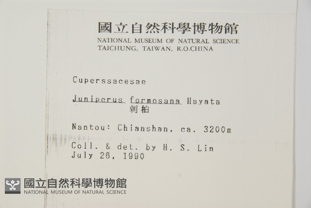 刺柏藏品圖，第2張