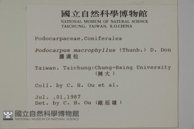 大葉羅漢松藏品圖，第2張