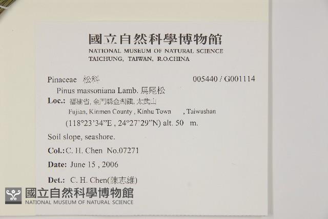 馬尾松藏品圖，第2張