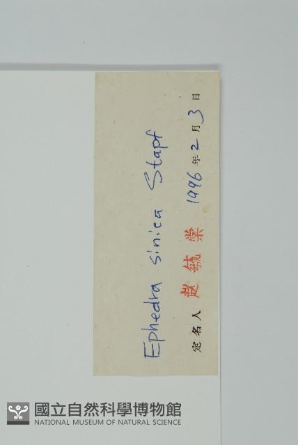 草麻黃藏品圖，第2張