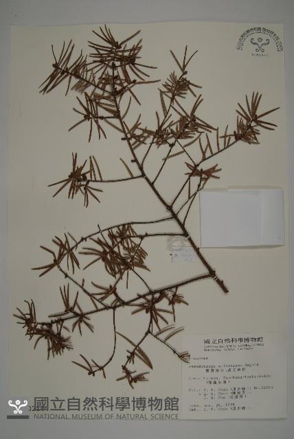 臺灣黃杉藏品圖，第1張