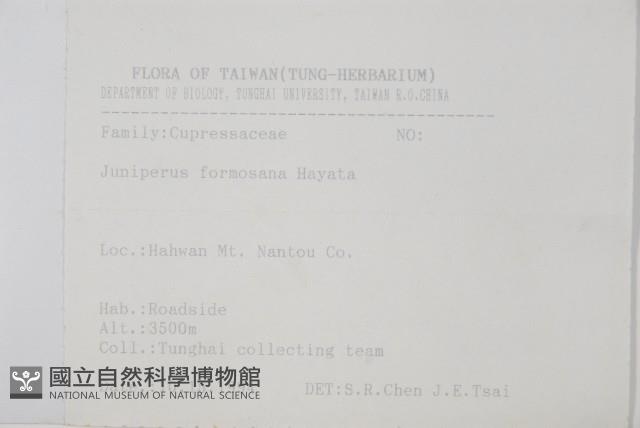 刺柏藏品圖，第2張