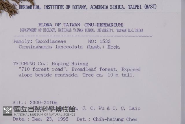 杉木藏品圖，第2張