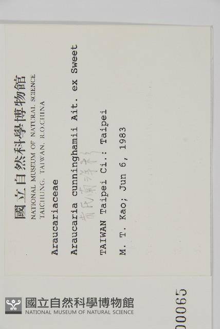 肯氏南洋杉藏品圖，第2張