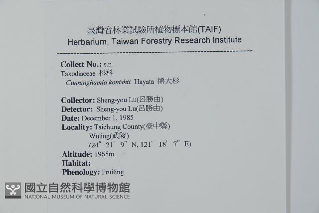 巒大杉、香杉藏品圖，第2張