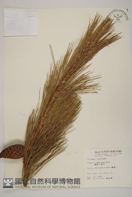 臺灣二葉松藏品圖，第1張