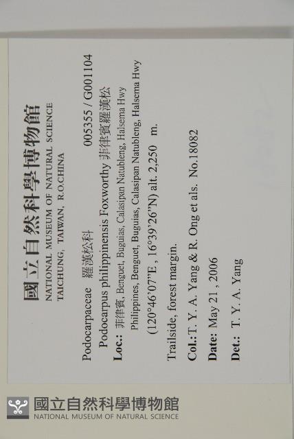 菲律賓羅漢松藏品圖，第2張