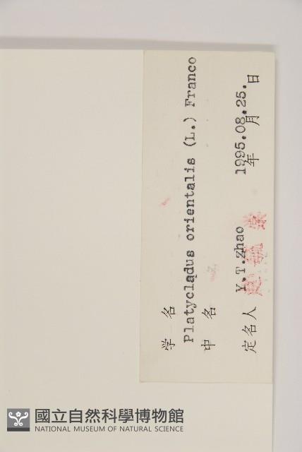 側柏藏品圖，第2張