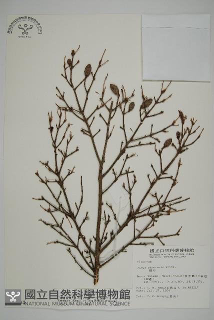 臺灣鐵杉藏品圖，第1張