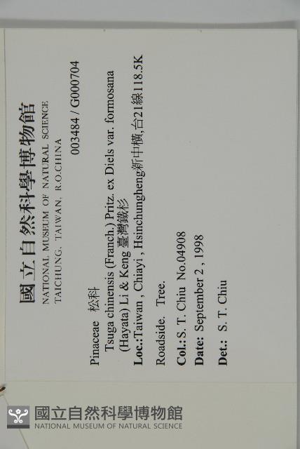 臺灣鐵杉藏品圖，第2張