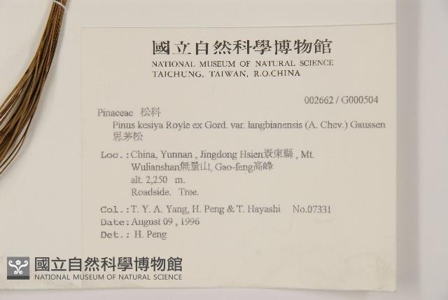 思茅松藏品圖，第2張