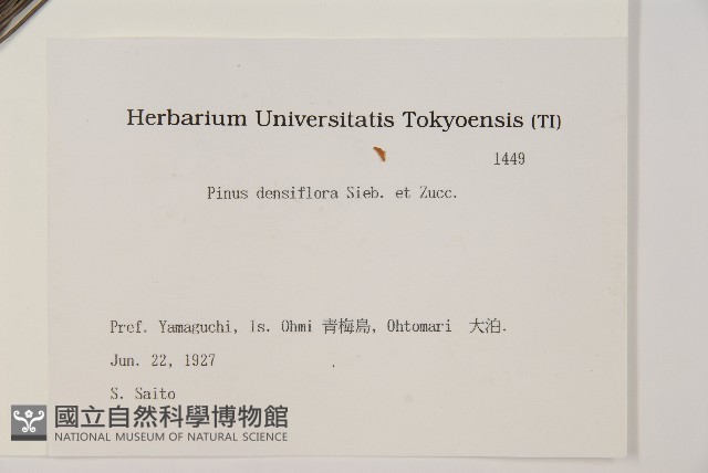 日本赤松藏品圖，第2張