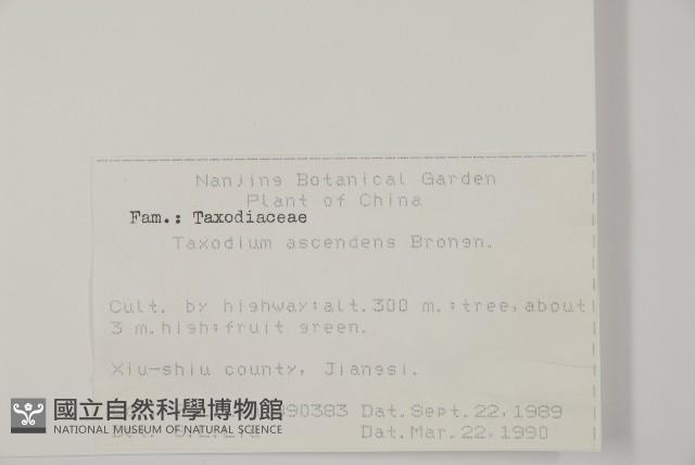 池杉藏品圖，第2張