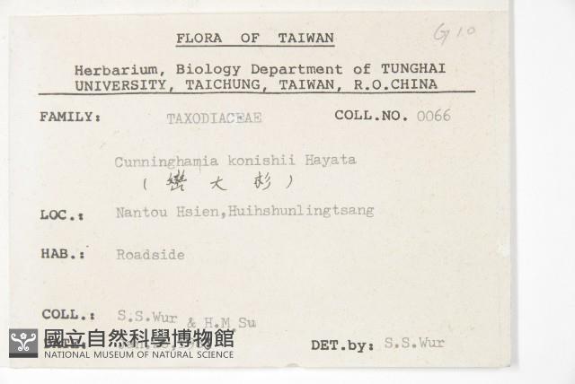 杉木藏品圖，第2張