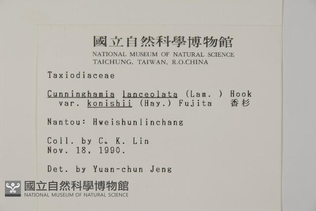 香杉、台灣杉木藏品圖，第2張