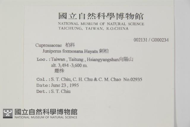 刺柏藏品圖，第2張