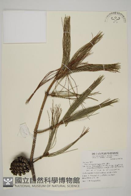 臺灣二葉松藏品圖，第1張