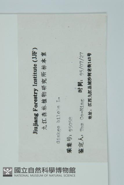 銀杏藏品圖，第2張