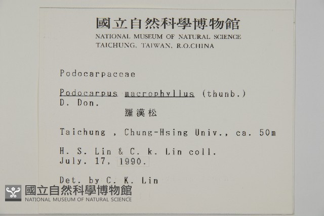 大葉羅漢松藏品圖，第2張