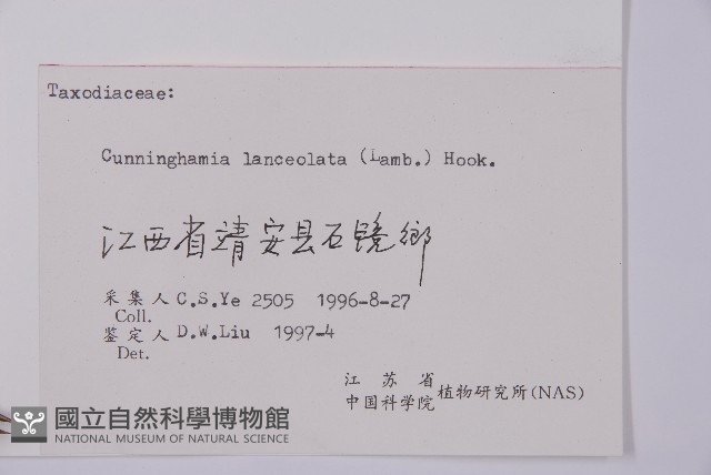 杉木藏品圖，第2張