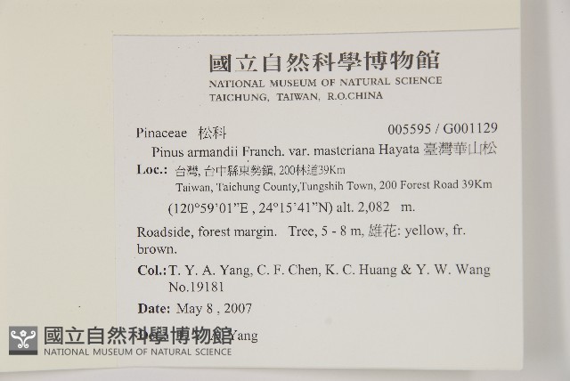 臺灣華山松藏品圖，第2張
